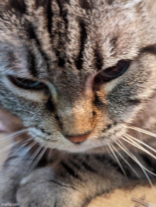 The new grumpy cat | image tagged in the new grumpy cat | made w/ Imgflip meme maker