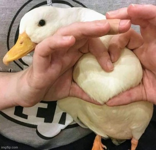 image tagged in ducks,memes,funny | made w/ Imgflip meme maker