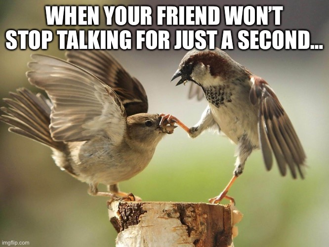 Twittering | WHEN YOUR FRIEND WON’T STOP TALKING FOR JUST A SECOND… | image tagged in funny meme,birds,friends | made w/ Imgflip meme maker