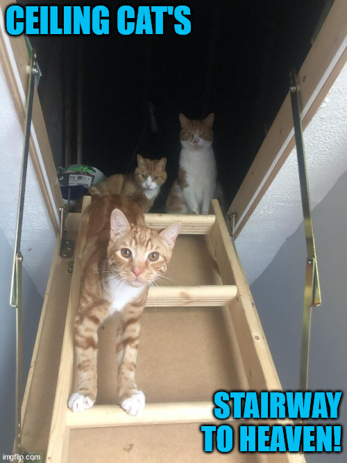 Ceiling Cat's stairway to heaven | CEILING CAT'S; STAIRWAY TO HEAVEN! | image tagged in cats,funny cats,ceiling cat,stairway to heaven,heaven | made w/ Imgflip meme maker