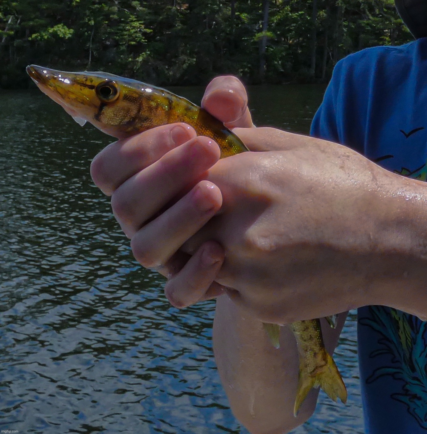 I caught my very first Chain Pickerel on a lure today! They’re very slimy lol | image tagged in share your own photos,iceu new hampshire | made w/ Imgflip meme maker