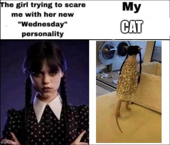 Wednesday | CAT | image tagged in the girl trying to scare me with her new wednesday personality,cat,wednesday,wednesday addams | made w/ Imgflip meme maker