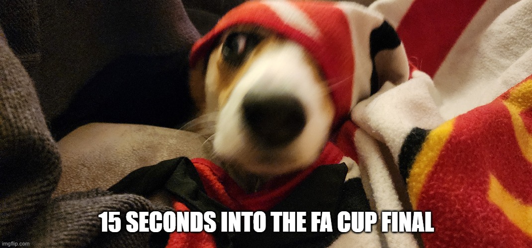 Lando The Manc | 15 SECONDS INTO THE FA CUP FINAL | image tagged in landothecardigancorgi,funny dogs | made w/ Imgflip meme maker
