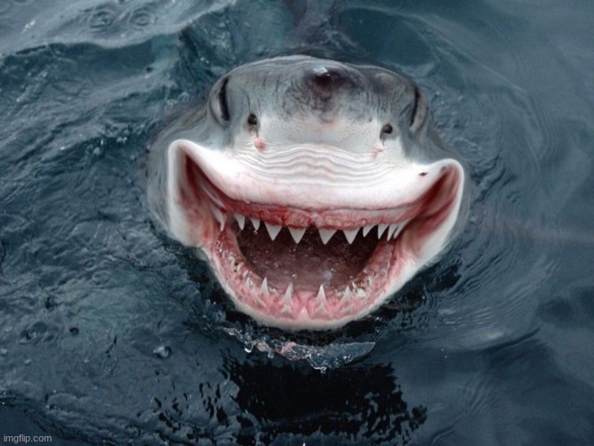 Happy Shark | image tagged in happy shark | made w/ Imgflip meme maker