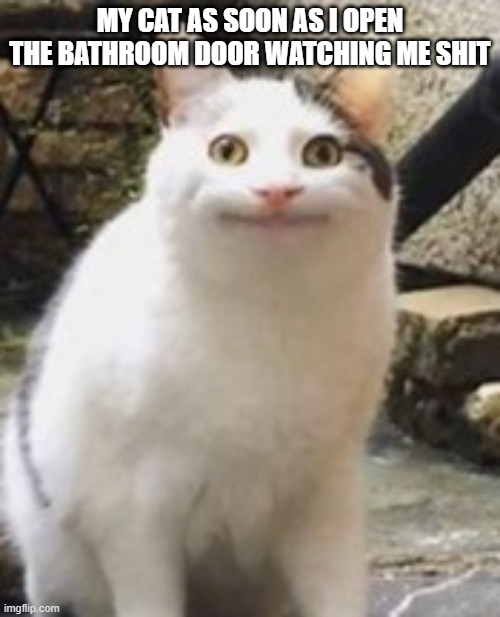 i hate when that happens | MY CAT AS SOON AS I OPEN THE BATHROOM DOOR WATCHING ME SHIT | image tagged in beluga cat sus | made w/ Imgflip meme maker