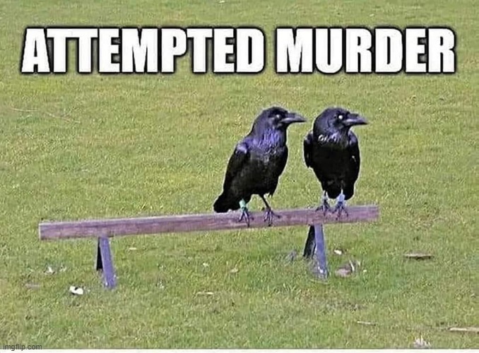 Crows Murder | image tagged in birds | made w/ Imgflip meme maker
