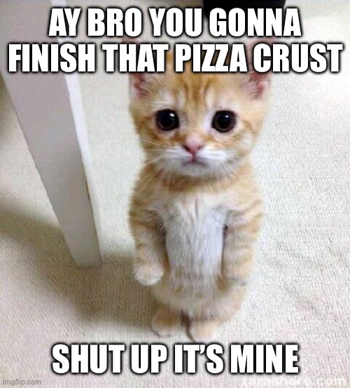Cute Cat | AY BRO YOU GONNA FINISH THAT PIZZA CRUST; SHUT UP IT’S MINE | image tagged in memes,cute cat | made w/ Imgflip meme maker