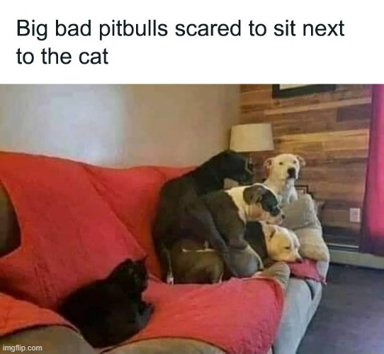 Poor dogs... That cat must be pretty dangerous if every single one are too scared to sit close XD | made w/ Imgflip meme maker