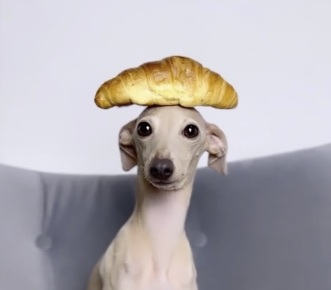 Croissant Dog Blank Meme Template