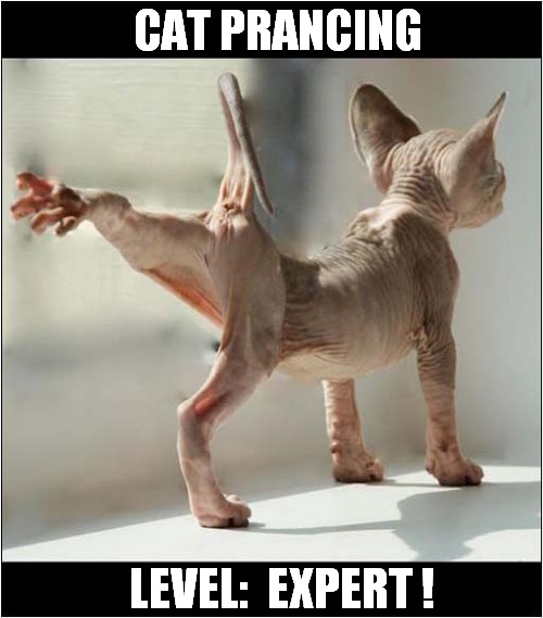 A Hairless Kitten ! | CAT PRANCING; LEVEL:  EXPERT ! | image tagged in cats,kitten,hairless,prancing,level expert | made w/ Imgflip meme maker