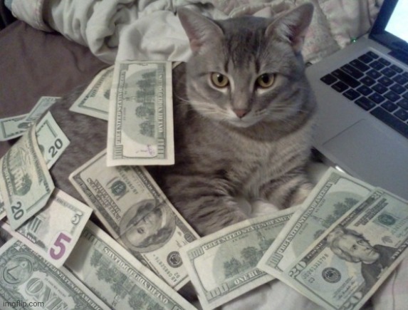 cat money | image tagged in cat money | made w/ Imgflip meme maker