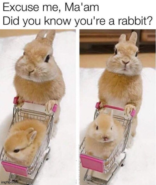 ____ | image tagged in bunnies | made w/ Imgflip meme maker