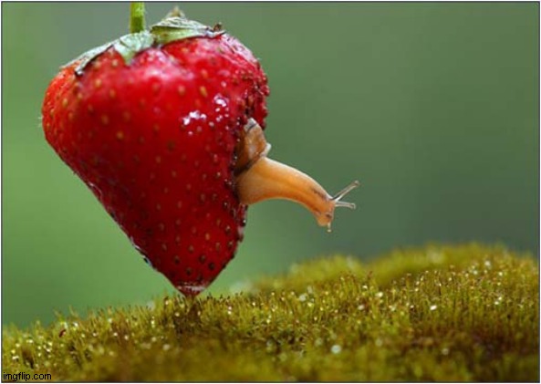 Fancy A Strawberry ? | image tagged in strawberry,snail | made w/ Imgflip meme maker