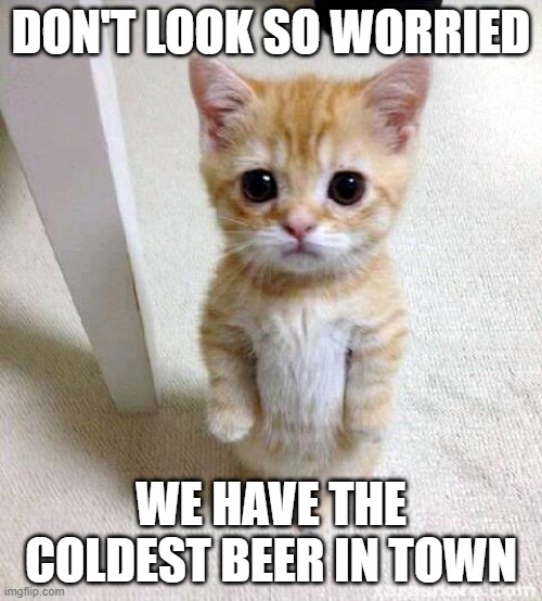 Cute Cat Meme | DON'T LOOK SO WORRIED; WE HAVE THE COLDEST BEER IN TOWN | image tagged in memes,cute cat | made w/ Imgflip meme maker