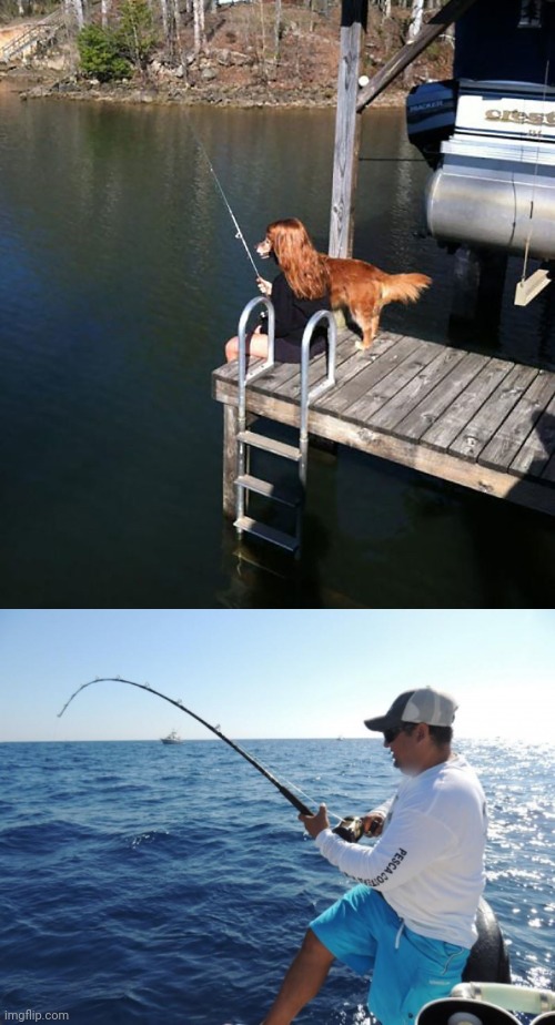 Dog fishing | image tagged in fishing,dogs,dog,memes,optical illusion,illusion | made w/ Imgflip meme maker