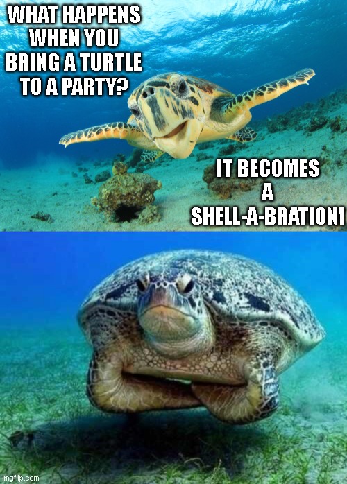 Turtle Joke | WHAT HAPPENS WHEN YOU BRING A TURTLE TO A PARTY? IT BECOMES A SHELL-A-BRATION! | image tagged in sea turtle,disappointed sea turtle | made w/ Imgflip meme maker