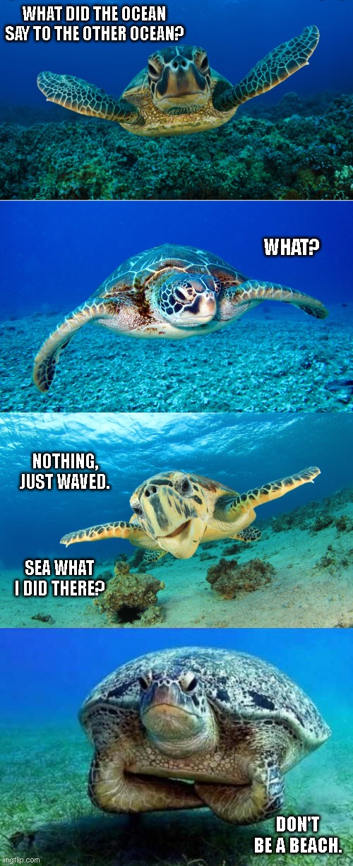 Don't be a beach. | WHAT DID THE OCEAN SAY TO THE OTHER OCEAN? WHAT? NOTHING, JUST WAVED. SEA WHAT I DID THERE? DON'T BE A BEACH. | image tagged in sea turtles,doubtful sea turtle,sea turtle,disappointed sea turtle | made w/ Imgflip meme maker