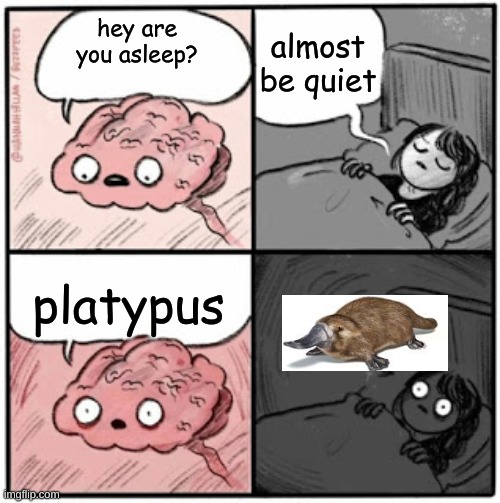 spare parts of the animal world | almost be quiet; hey are you asleep? platypus | image tagged in brain before sleep,funny,memes,why are you reading the tags | made w/ Imgflip meme maker