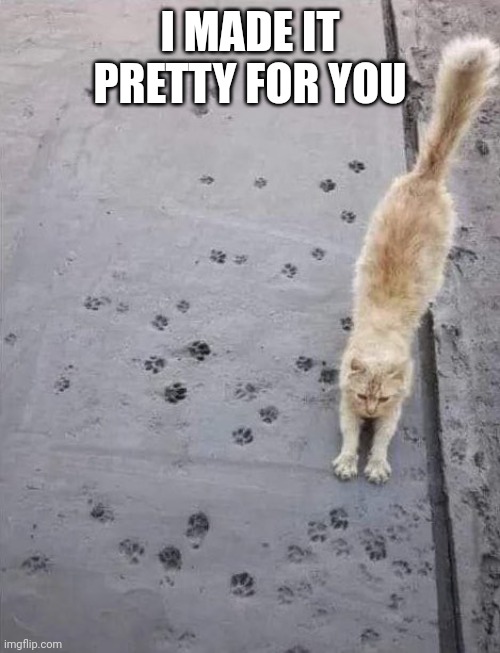 THANKS KITTY | I MADE IT PRETTY FOR YOU | image tagged in cats,funny cats | made w/ Imgflip meme maker