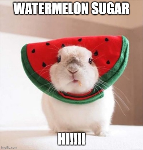 Bunny Melon | WATERMELON SUGAR; HI!!!! | image tagged in bunnies | made w/ Imgflip meme maker
