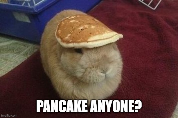 Pancake | PANCAKE ANYONE? | image tagged in bunny | made w/ Imgflip meme maker