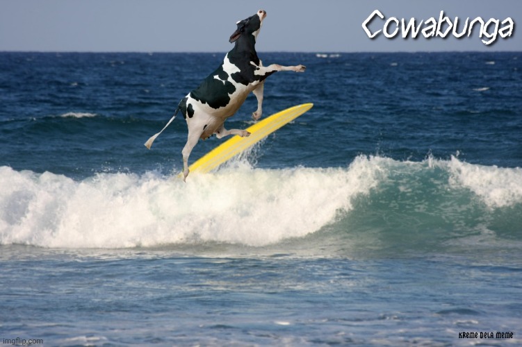 Cowabunga | image tagged in cowabunga it is,cow,surfing,surf,hang 10 | made w/ Imgflip meme maker