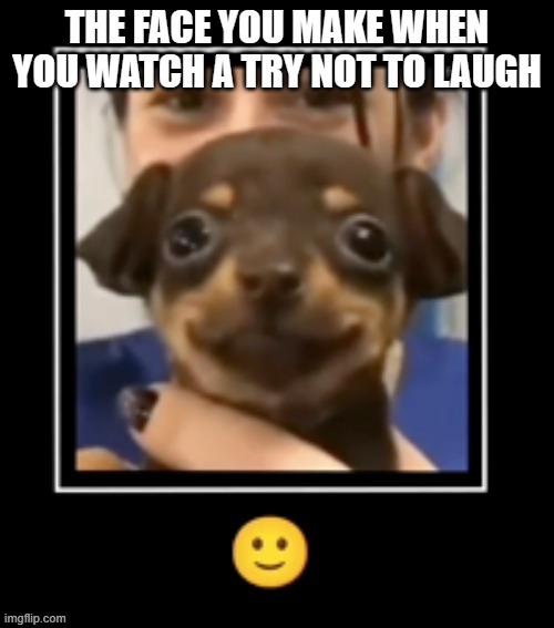 True tho | THE FACE YOU MAKE WHEN YOU WATCH A TRY NOT TO LAUGH | image tagged in happiest pupper ever | made w/ Imgflip meme maker
