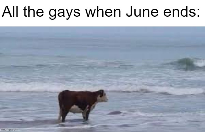 oh no what are we gonna do | All the gays when June ends: | image tagged in pride,gay pride,gay,cow | made w/ Imgflip meme maker