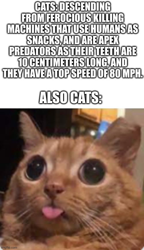 Meme #361 | CATS: DESCENDING FROM FEROCIOUS KILLING MACHINES THAT USE HUMANS AS SNACKS, AND ARE APEX PREDATORS AS THEIR TEETH ARE 10 CENTIMETERS LONG, AND THEY HAVE A TOP SPEED OF 80 MPH. ALSO CATS: | image tagged in funny,cute,memes,fun,blank white template,cats | made w/ Imgflip meme maker