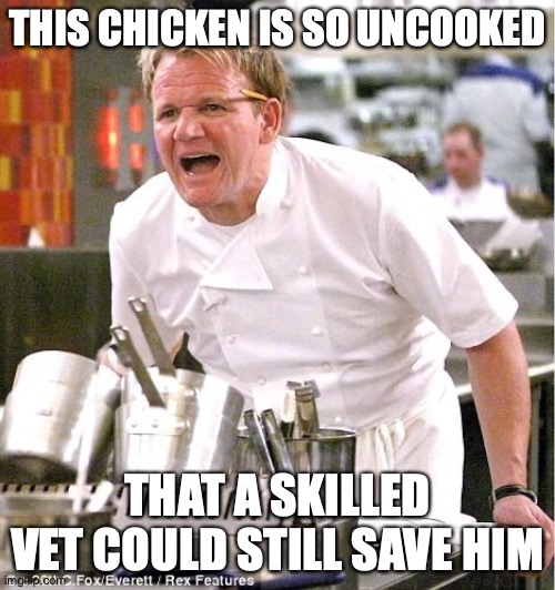 Chef Gordon Ramsay | THIS CHICKEN IS SO UNCOOKED; THAT A SKILLED VET COULD STILL SAVE HIM | image tagged in memes,chef gordon ramsay | made w/ Imgflip meme maker