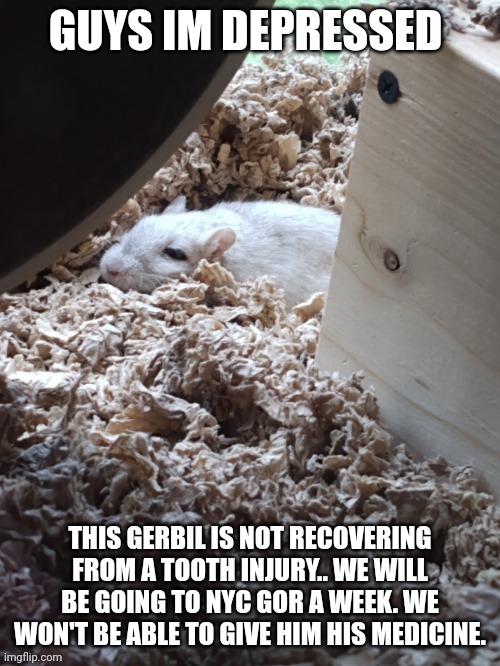 I troed asking for family friends to do it would have to be 3 times a day. | GUYS IM DEPRESSED; THIS GERBIL IS NOT RECOVERING FROM A TOOTH INJURY.. WE WILL BE GOING TO NYC GOR A WEEK. WE WON'T BE ABLE TO GIVE HIM HIS MEDICINE. | image tagged in gerbil | made w/ Imgflip meme maker