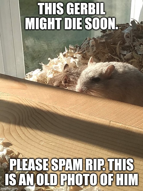 Vanilla jr | THIS GERBIL MIGHT DIE SOON. PLEASE SPAM RIP. THIS IS AN OLD PHOTO OF HIM | image tagged in vanilla jr | made w/ Imgflip meme maker