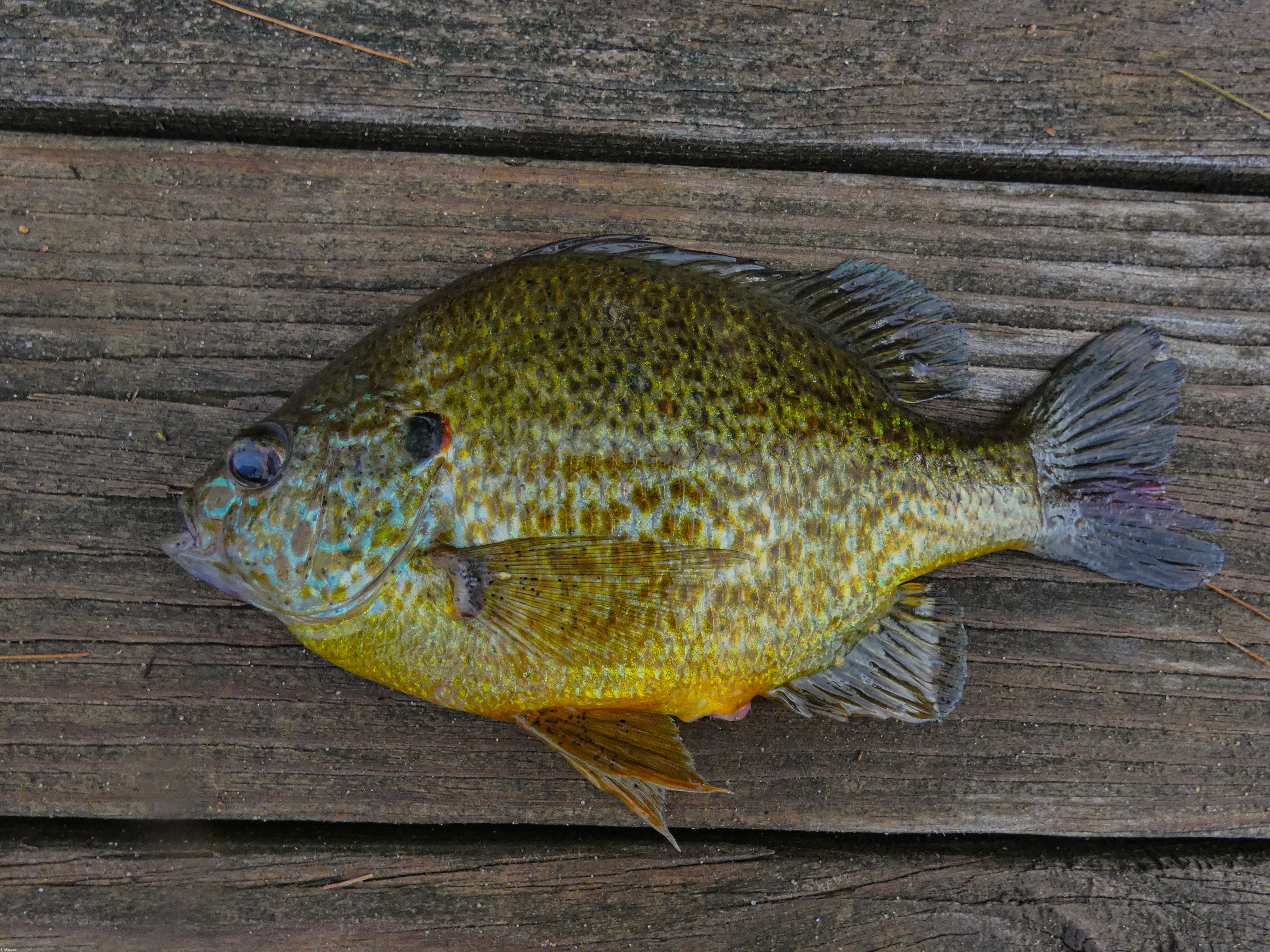 I caught my biggest sunfish ever today! 8 1/2 inches! - Imgflip