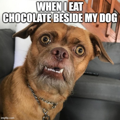 Wtf Dog | WHEN I EAT CHOCOLATE BESIDE MY DOG | image tagged in wtf dog | made w/ Imgflip meme maker