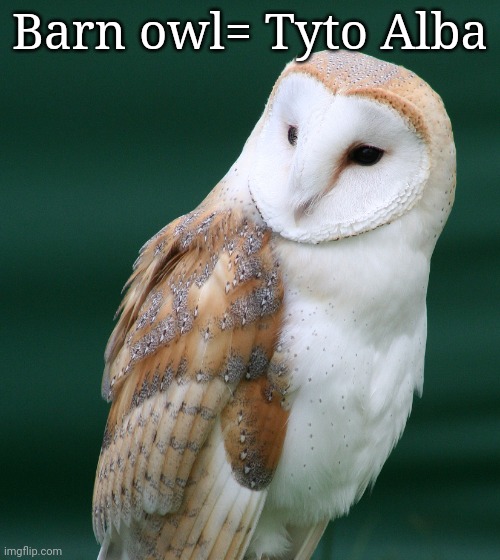 This is an example of what to post here | Barn owl= Tyto Alba | image tagged in barn owl | made w/ Imgflip meme maker