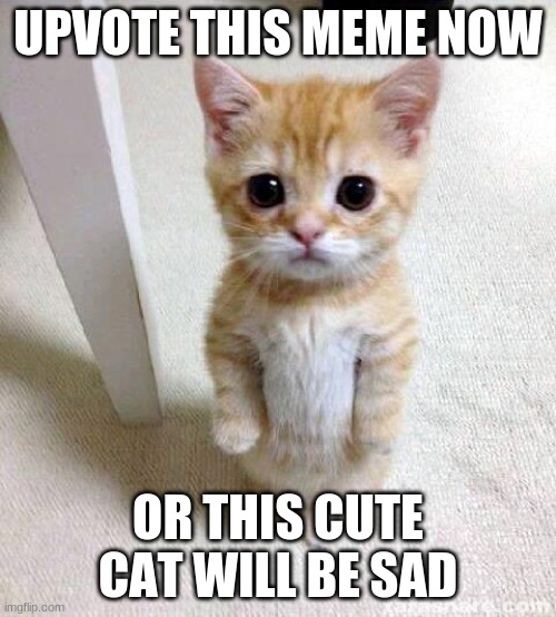 Cute Cat Meme | UPVOTE THIS MEME NOW; OR THIS CUTE CAT WILL BE SAD | image tagged in memes,cute cat | made w/ Imgflip meme maker