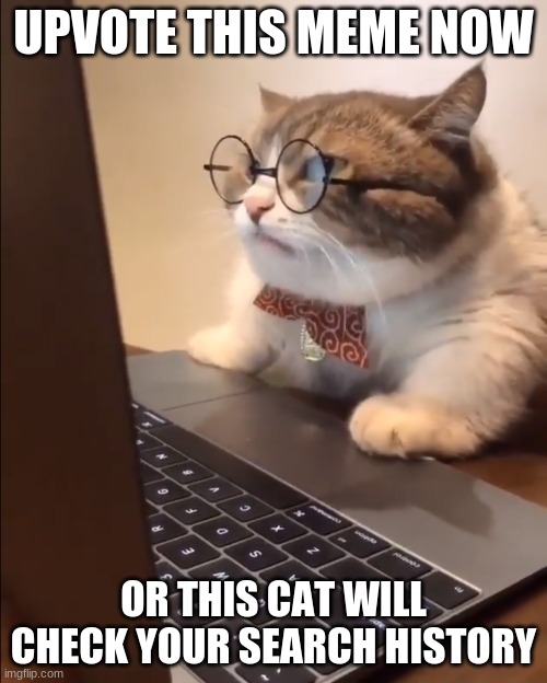 research cat | UPVOTE THIS MEME NOW; OR THIS CAT WILL CHECK YOUR SEARCH HISTORY | image tagged in research cat | made w/ Imgflip meme maker