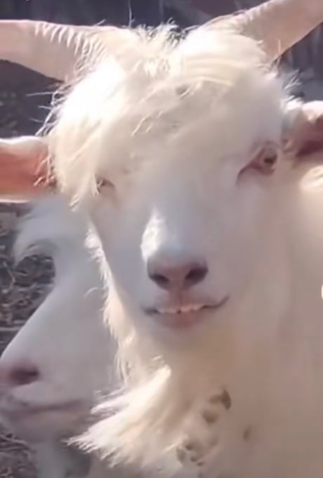 Handsome Goat Blank Meme Template