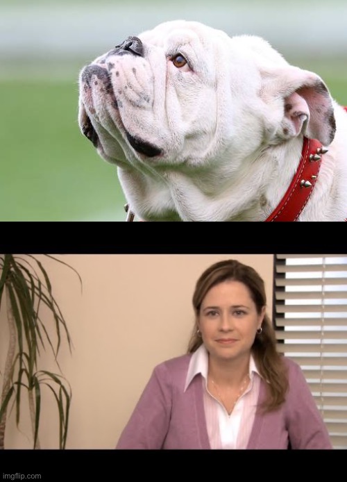 image tagged in georgia bulldog,they're the same picture | made w/ Imgflip meme maker