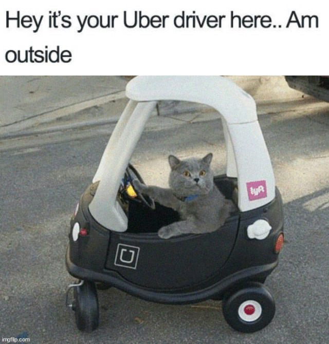 Get in | image tagged in cats | made w/ Imgflip meme maker