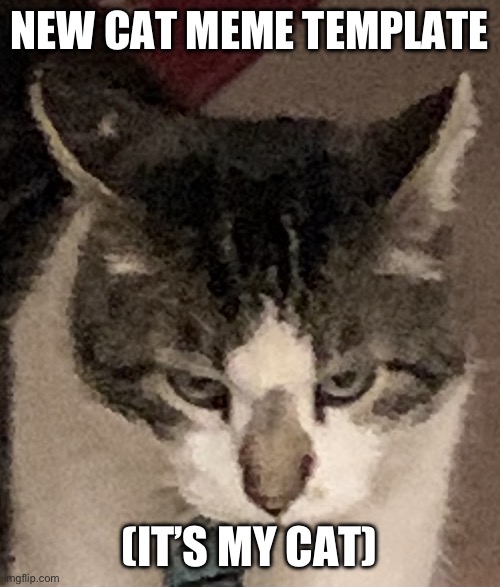 Non-interested cat | NEW CAT MEME TEMPLATE; (IT’S MY CAT) | image tagged in non-interested cat | made w/ Imgflip meme maker