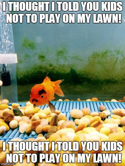 I THOUGHT I TOLD YOU KIDS NOT TO PLAY ON MY LAWN! I THOUGHT I TOLD YOU KIDS NOT TO PLAY ON MY LAWN! | image tagged in grumpy goldfish,AdviceAnimals | made w/ Imgflip meme maker