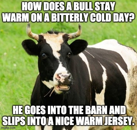 It ain’t bull cr@p | image tagged in bad pun | made w/ Imgflip meme maker