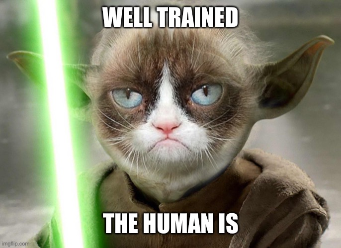 Grumpy Cat Yoda | WELL TRAINED THE HUMAN IS | image tagged in grumpy cat yoda | made w/ Imgflip meme maker