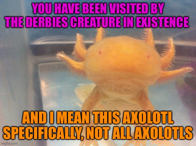 Derp | YOU HAVE BEEN VISITED BY THE DERBIES CREATURE IN EXISTENCE; AND I MEAN THIS AXOLOTL SPECIFICALLY, NOT ALL AXOLOTLS | image tagged in derp,axolotl | made w/ Imgflip meme maker