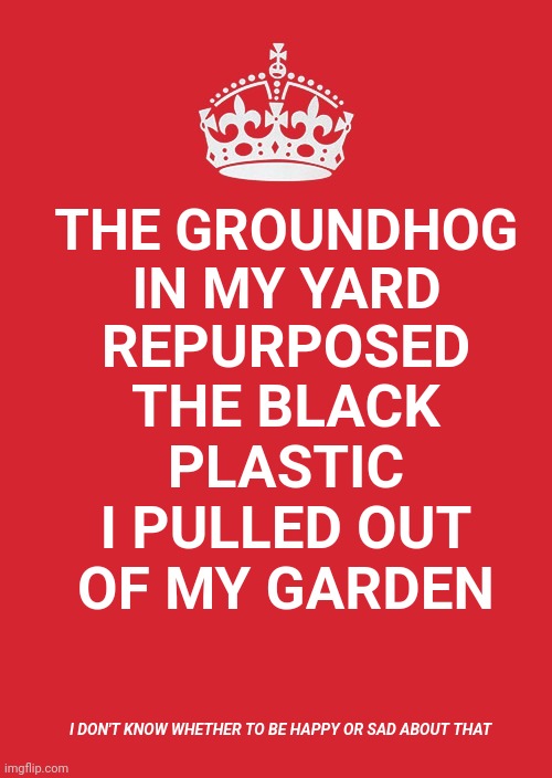 Cleaver Groundhog | THE GROUNDHOG IN MY YARD; REPURPOSED THE BLACK PLASTIC I PULLED OUT OF MY GARDEN; I DON'T KNOW WHETHER TO BE HAPPY OR SAD ABOUT THAT | image tagged in memes,keep calm and carry on red,groundhog,plastic,nature,don't know what to think | made w/ Imgflip meme maker
