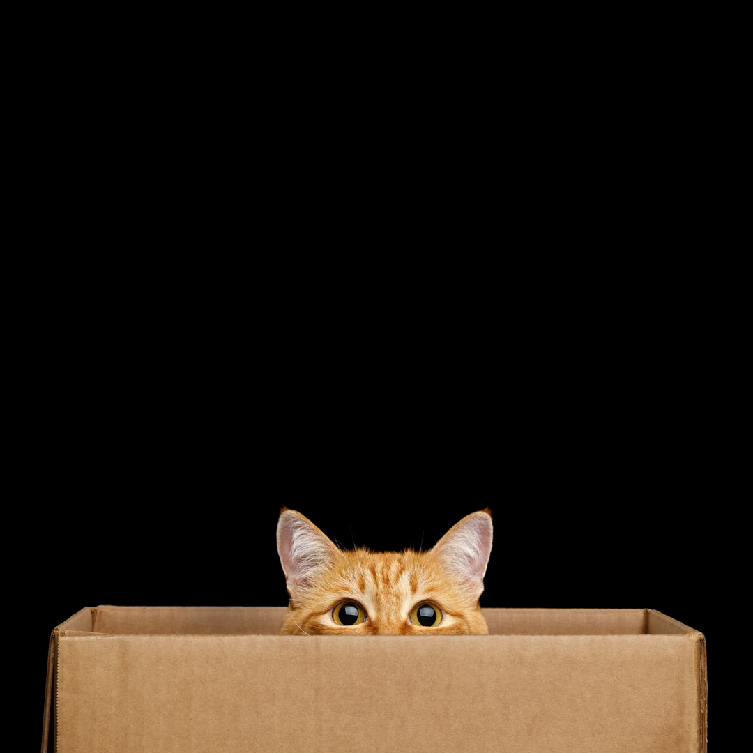 High Quality cat in box Blank Meme Template