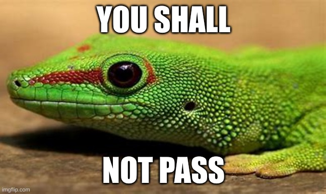 some random guy told me to make this | YOU SHALL; NOT PASS | image tagged in and now for something completely different,lizard,lord of the rings | made w/ Imgflip meme maker