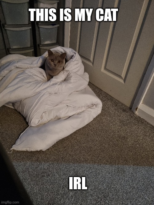 My cute cat | THIS IS MY CAT; IRL | image tagged in cats,irl,home | made w/ Imgflip meme maker
