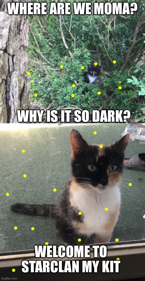 My kitten star died about a week ago, upvote if your sad | WHERE ARE WE MOMA? WHY IS IT SO DARK? WELCOME TO STARCLAN MY KIT | image tagged in cats,warrior cats,sad | made w/ Imgflip meme maker